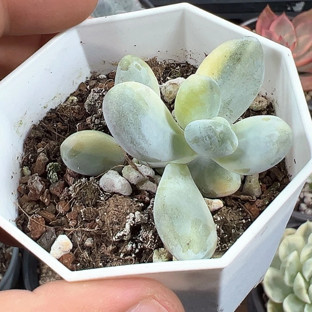 奶酪锦 小方花圃一单包邮非偏远