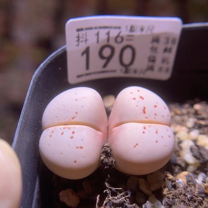 精品生石花116.190