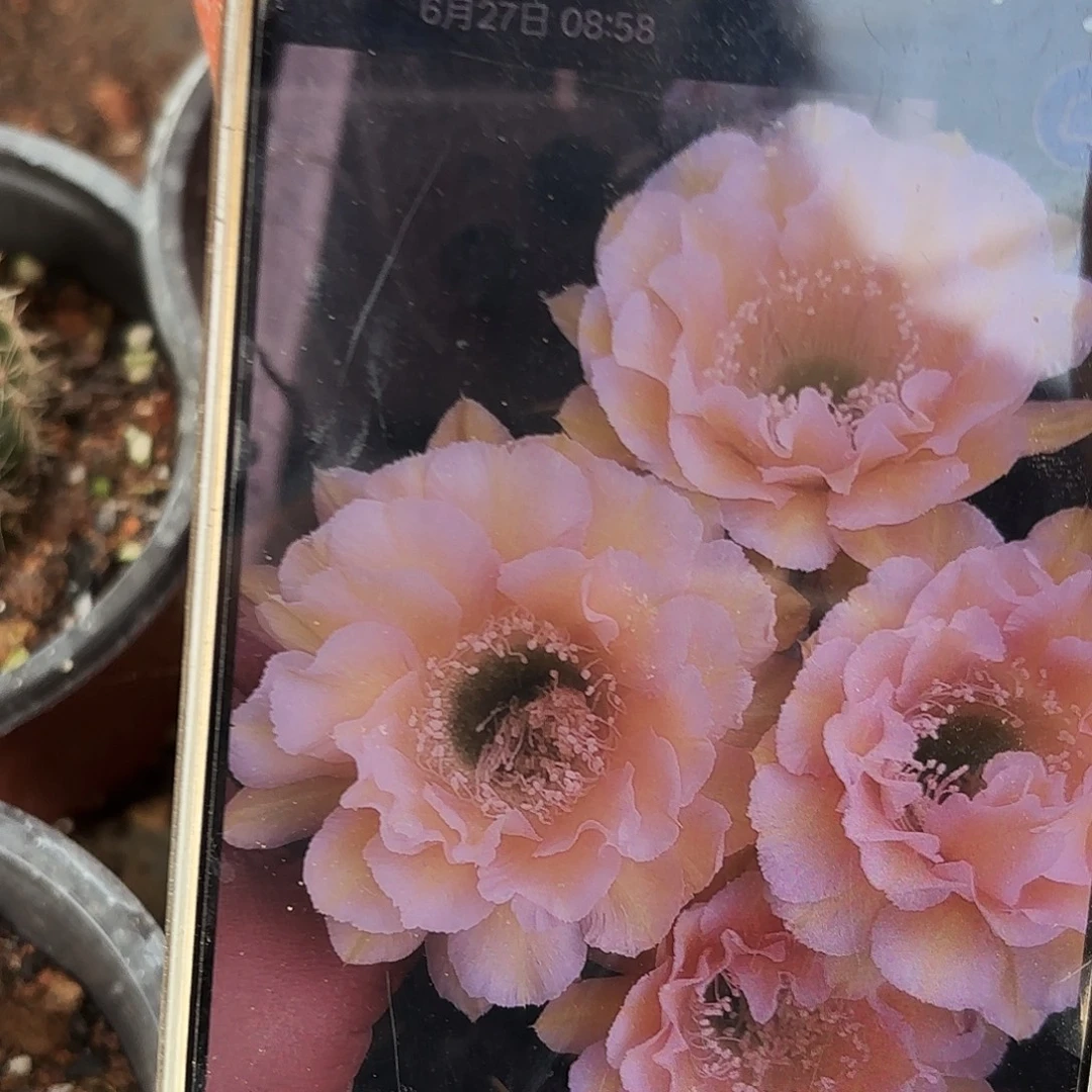 16-18无根侧牙四公分左右