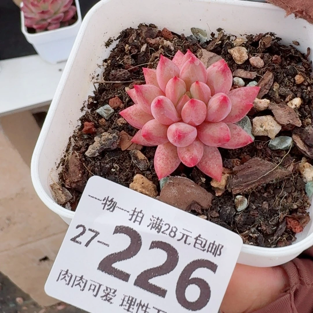 金鱼姬无无盆土发货无盆土发货无