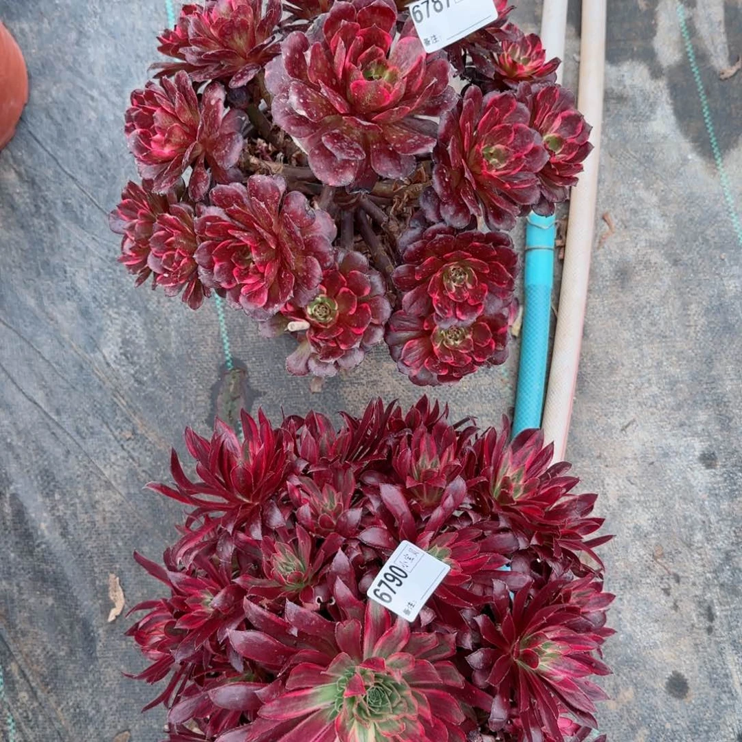 6787烟花6790孔雀两颗多肉多肉