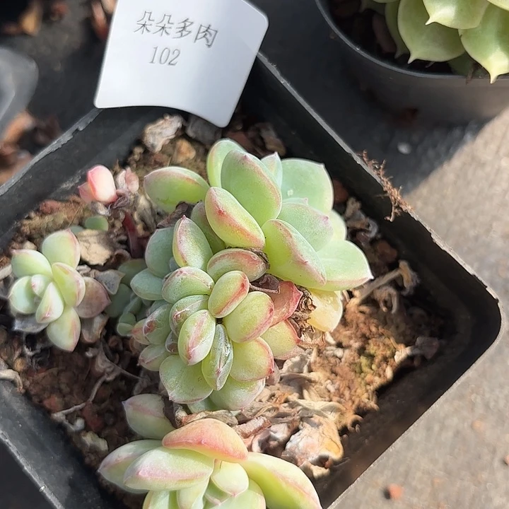 闪吼102呀呀呀呀呀呀呀
