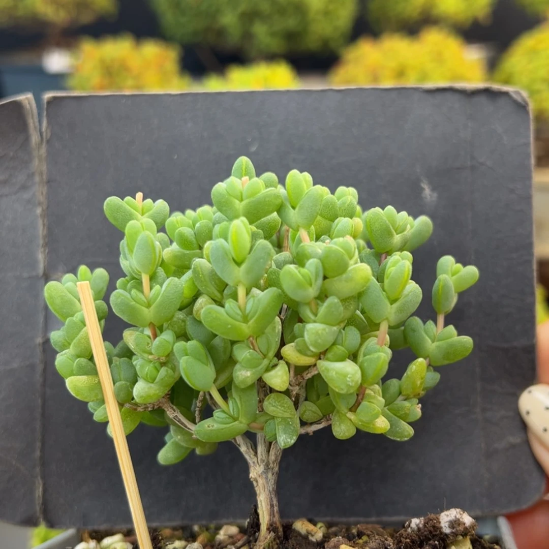 【闪购商品】dy6830老桩玉米冠幅7cm