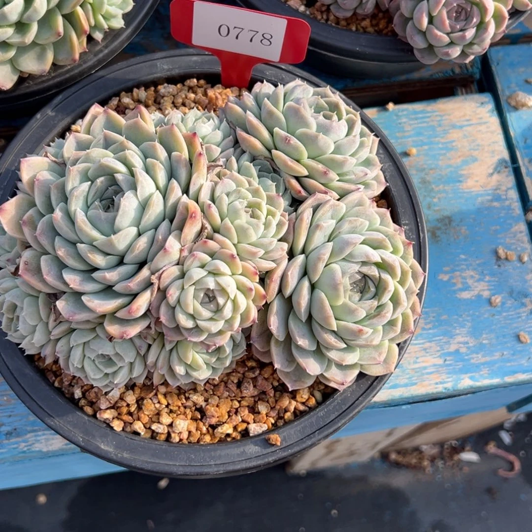 S****g0778多肉多多多多多