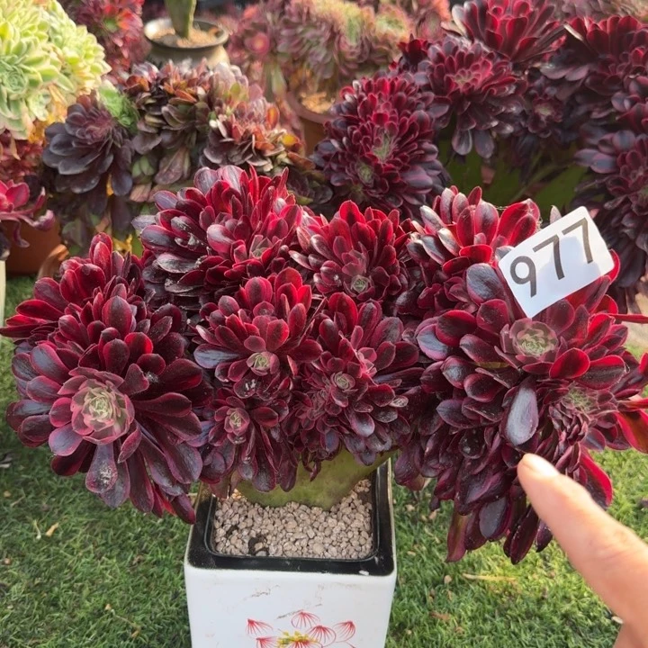 美杜莎缀化法师锦缀化977