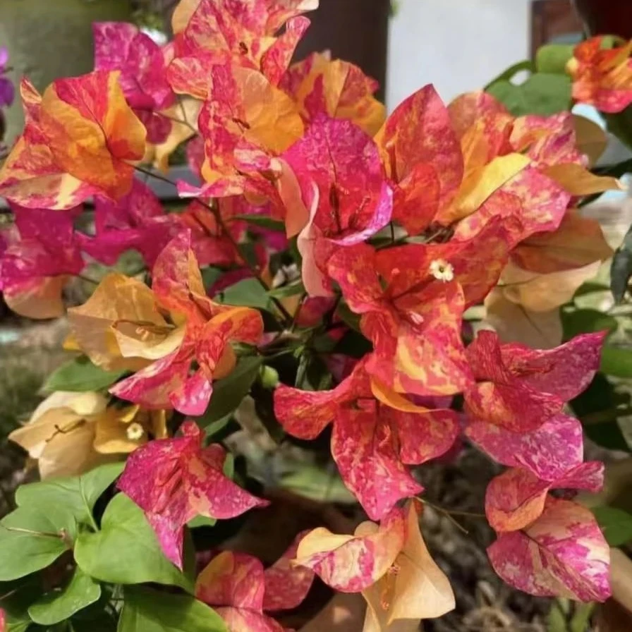 【阿达纳】三角梅品种袋苗爬藤庭院绿植四季勤花（无售后）