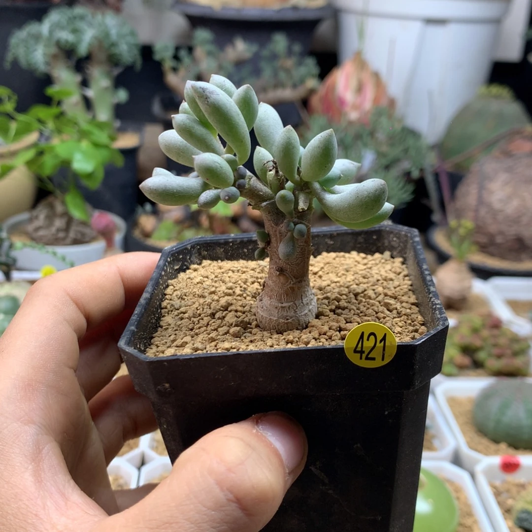 卡拉菲厚敦菊母本脱土