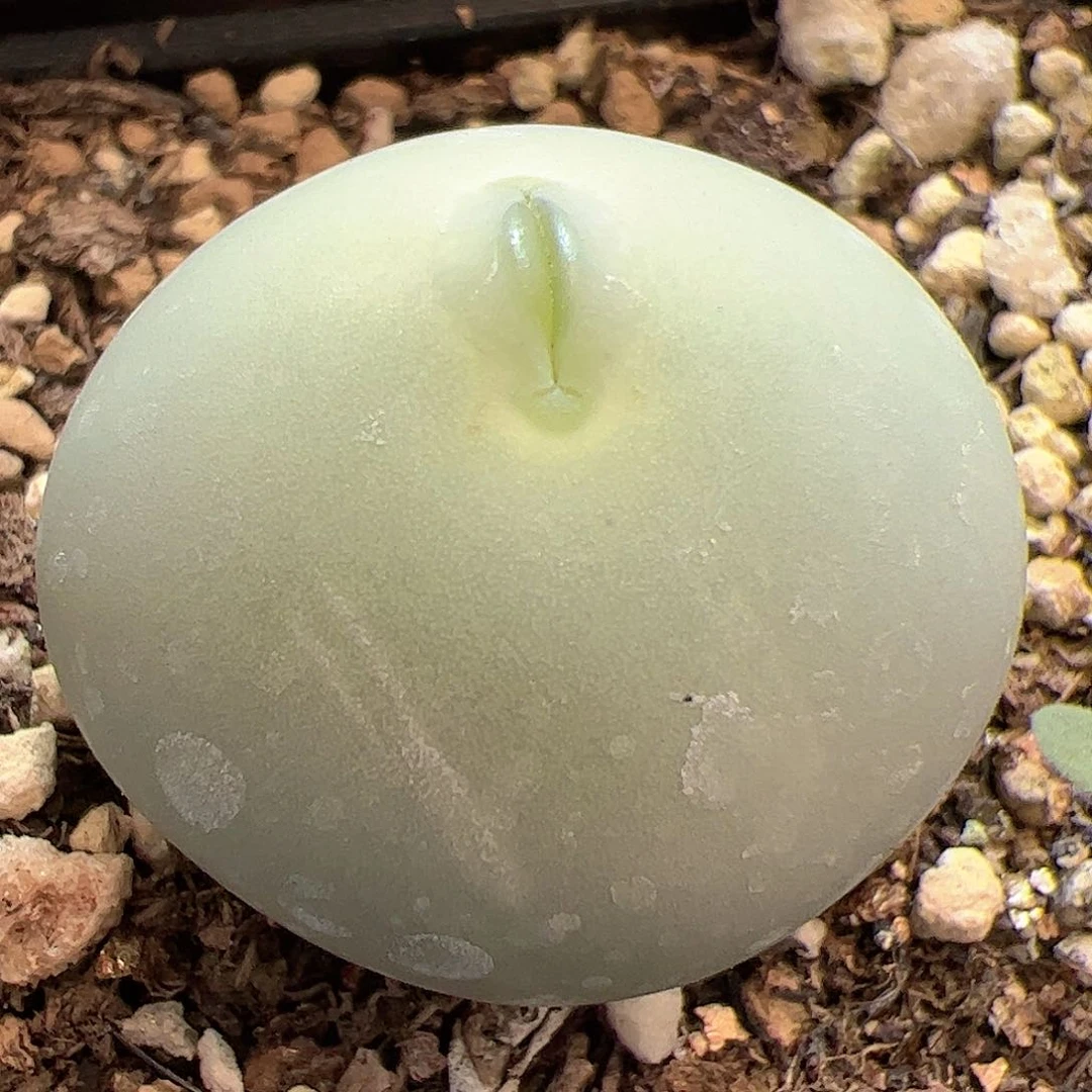 【闪购商品】351 鸽子蛋3cm+