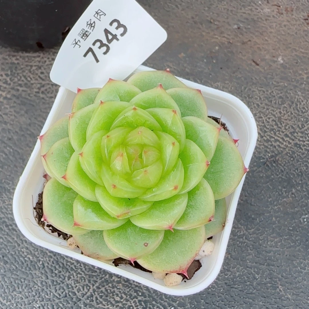 杜若珍妮，7343多肉植物