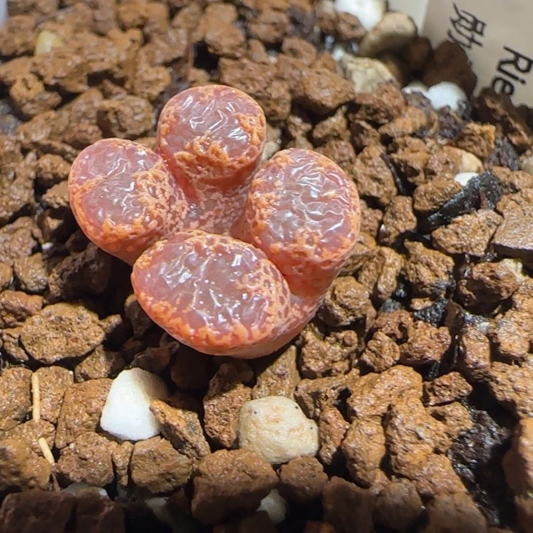 肉锥多肉植物组合-勋章821