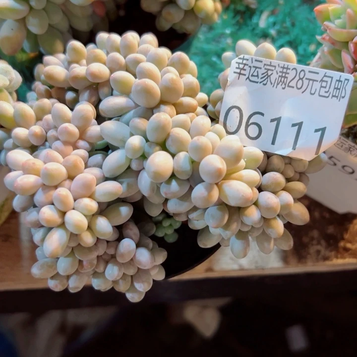 幸运的是我还没到幸运