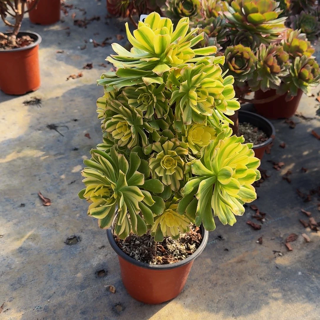 00000805艳日伞多肉植物