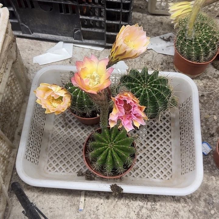 青***上无花朵彩草哈哈哈哈哈哈
