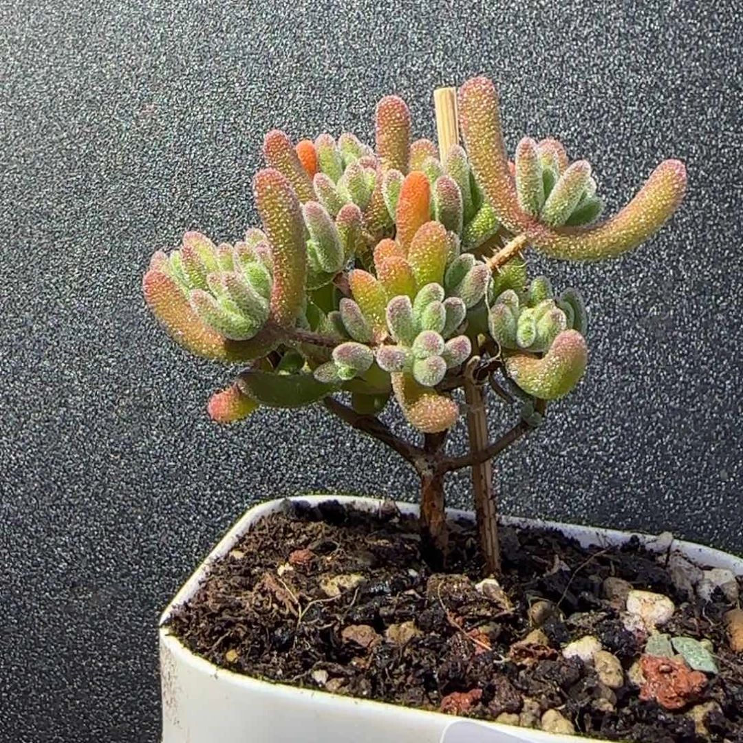 dy1094荔枝直杆三岔