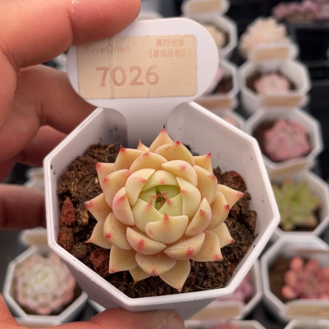 苯巴蒂斯7026-4.5厘米