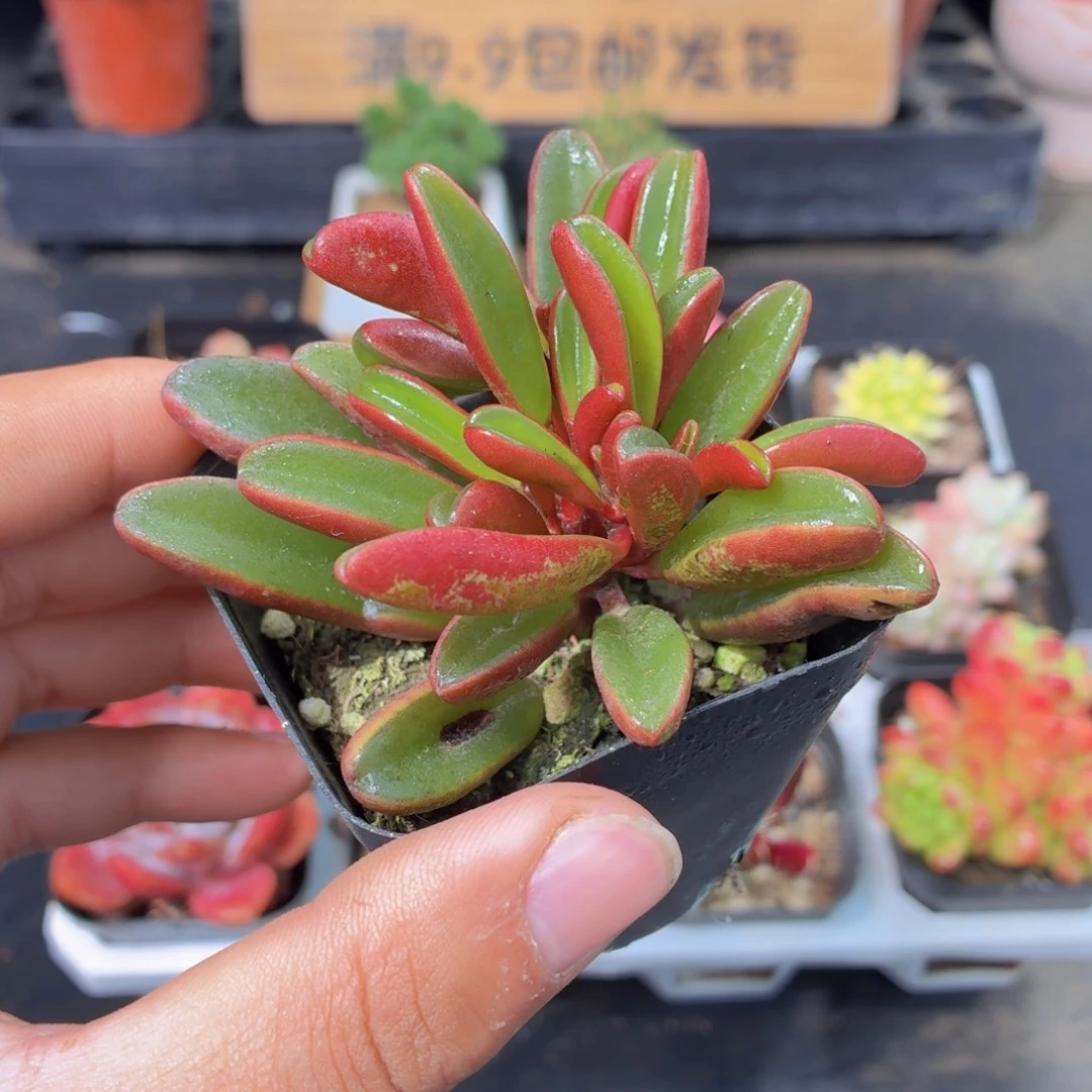 红背椒草多肉9.9包邮发货