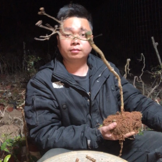 盆景素材盆栽绿植