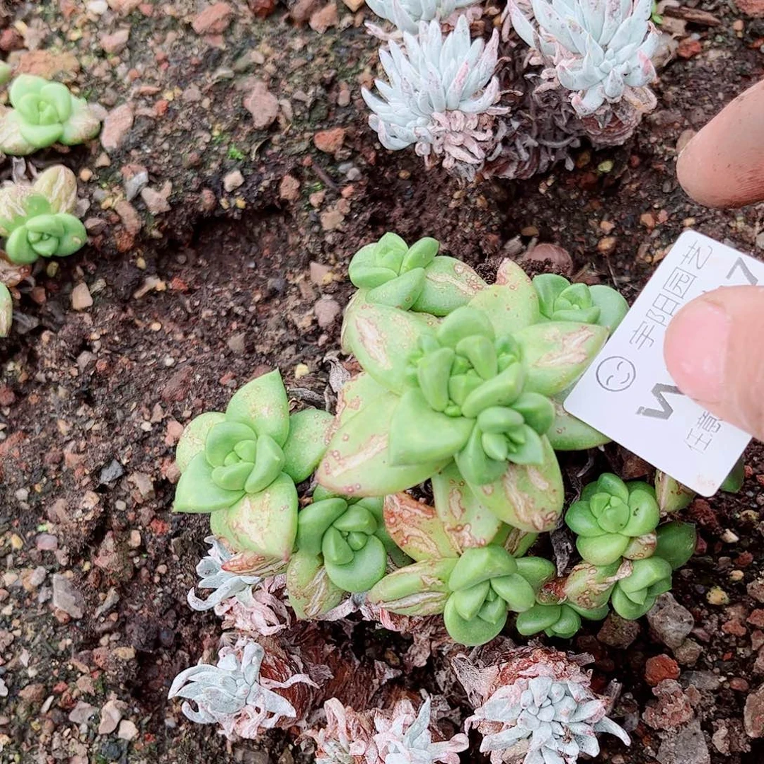 1867青冈苹果叶多肉