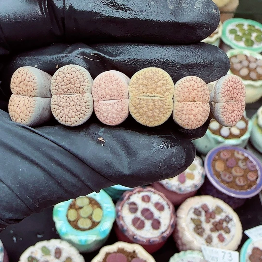 生石花满18包邮1027-80