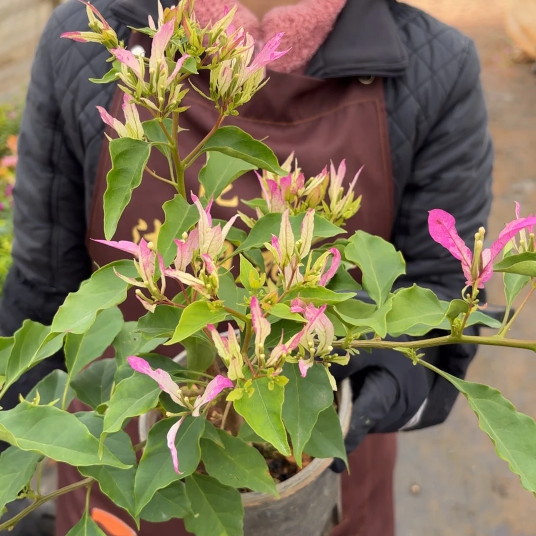 全部花苞（性感冰）三角梅会掉花掉叶有大有小