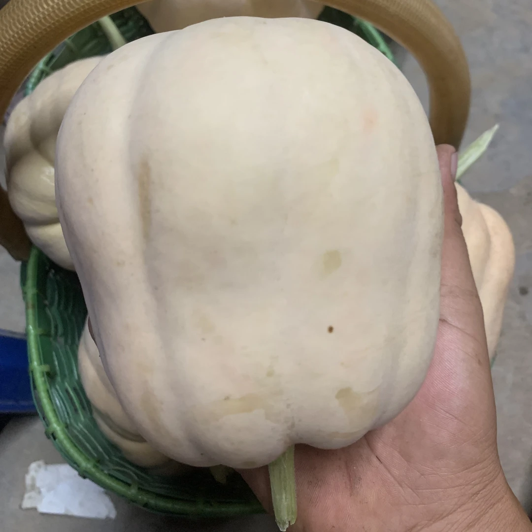 新鲜应季可生吃水果南瓜皮薄甜嫩现摘现发