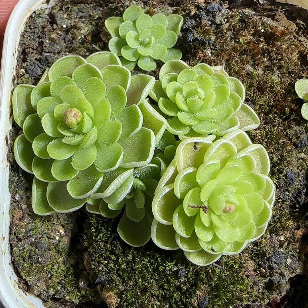 多肉1221-50捕虫堇