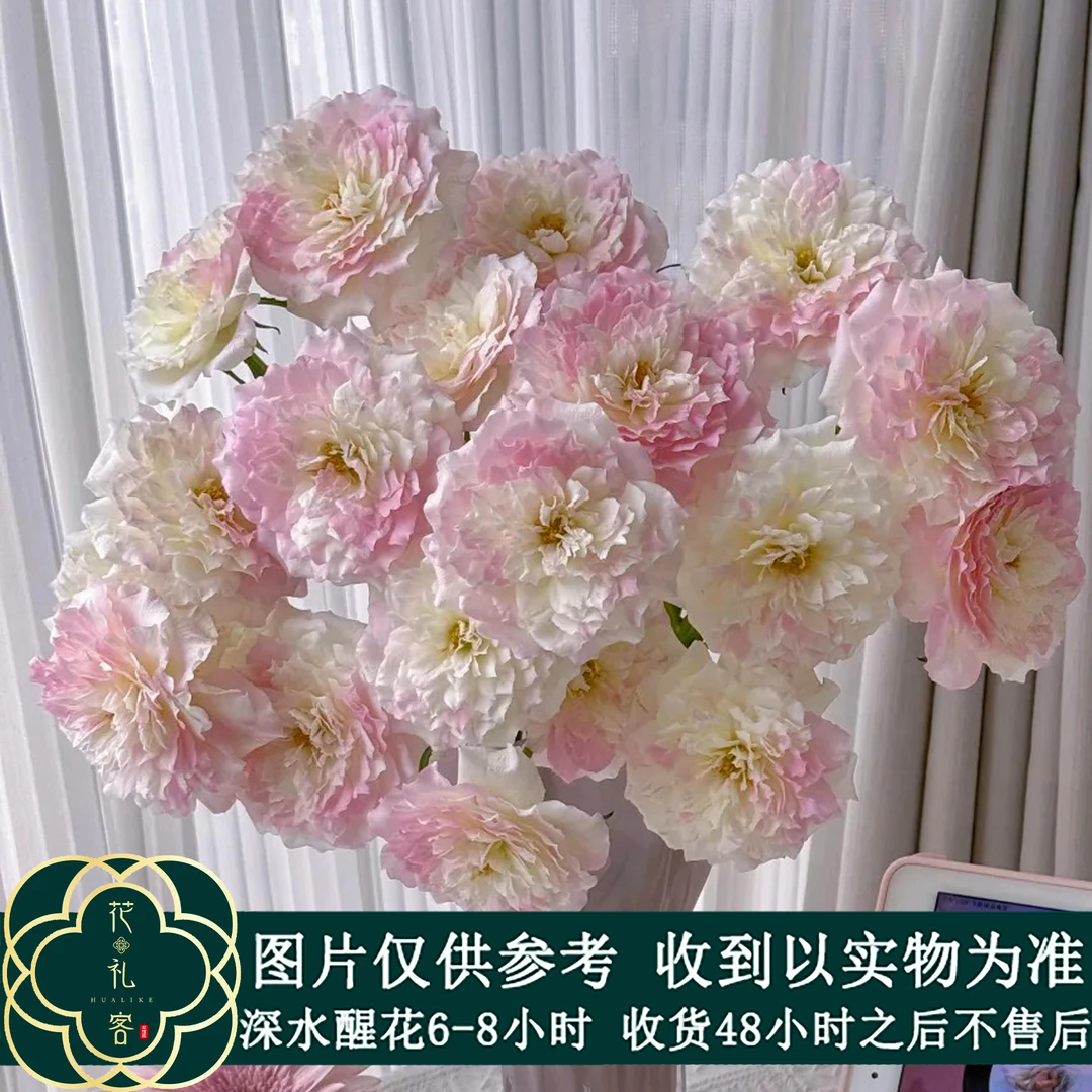 七叶花坊# 【法式千层酥】高品质鲜花 顺丰直发