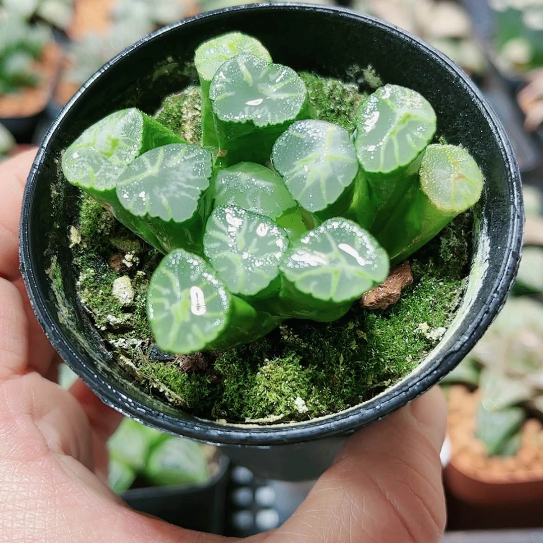 【闪购商品】火烧云