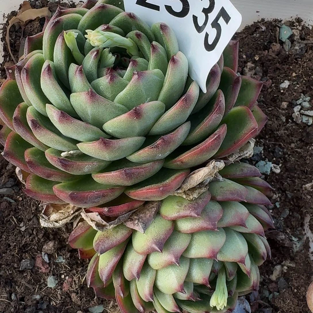 牙*343433434343434343443