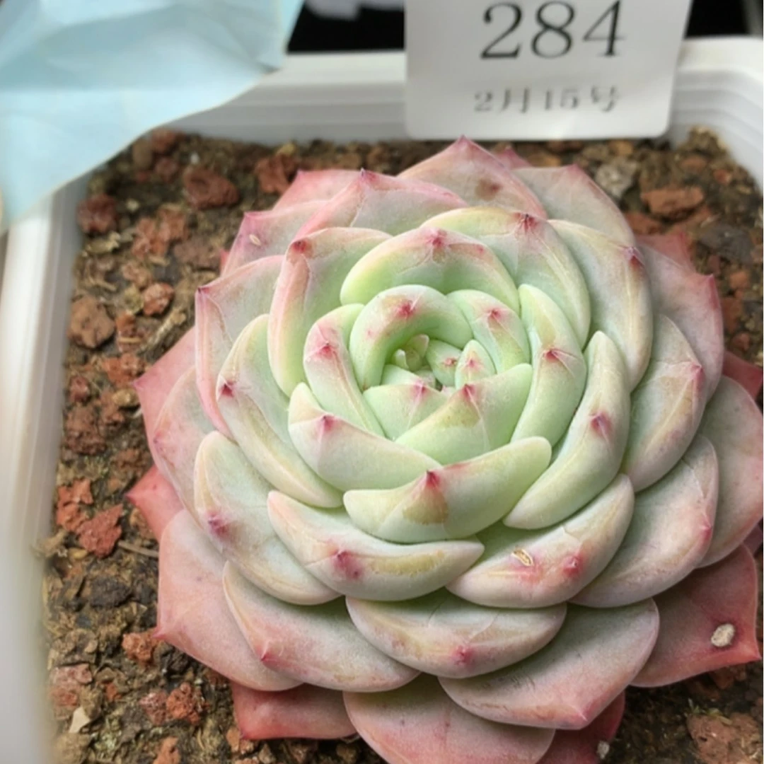 【闪购商品】云284