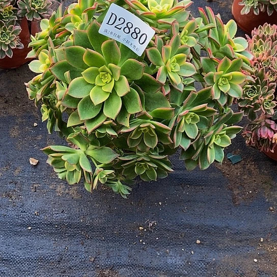 2880艳日辉多肉法师锦