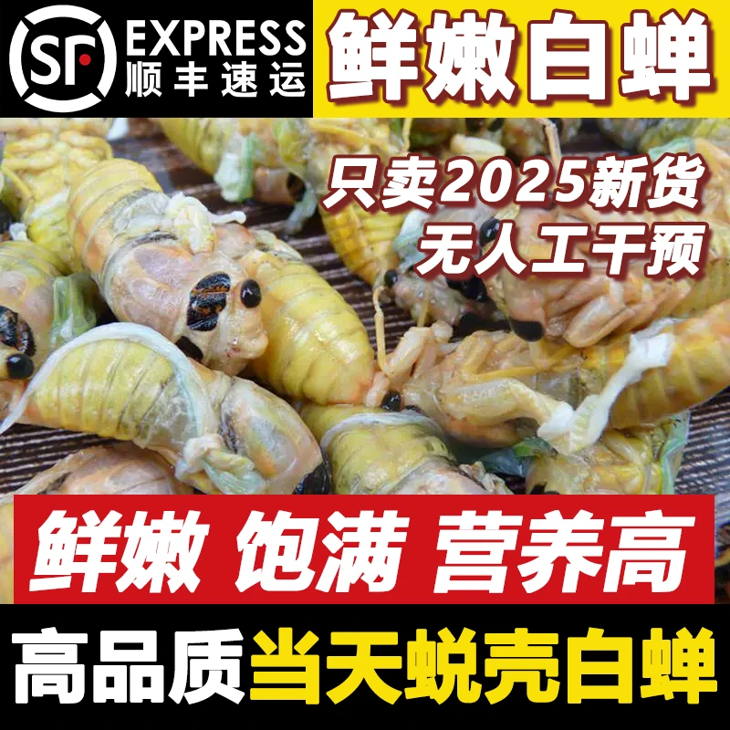 【山东梨园大白蝉】2025脱壳知了猴新鲜蝉蛹银蝉活体速冻嫩
