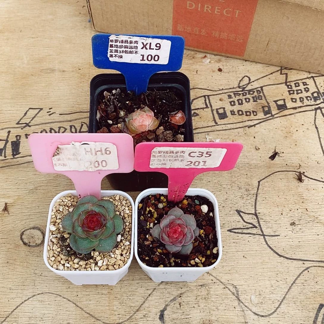 昭**3颗小个体2-3cm多肉植物