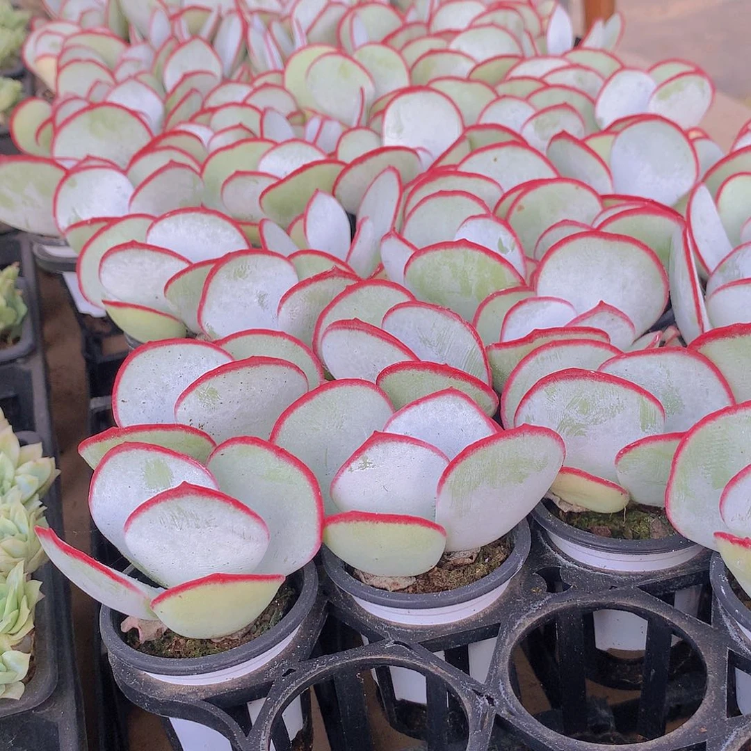 两颗白眉245678899999