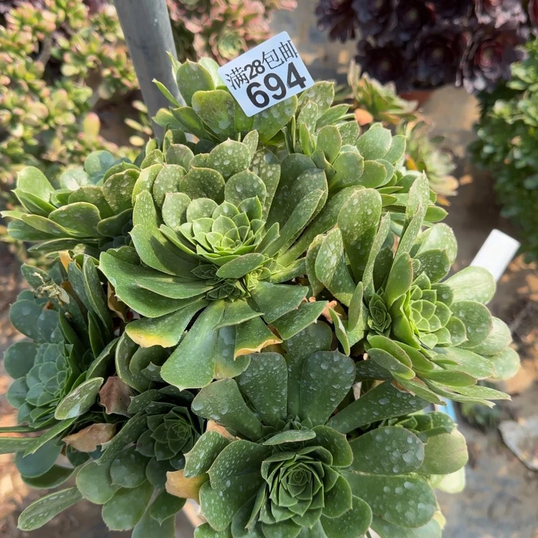 绿羊绒多肉694满28包邮断枝不包