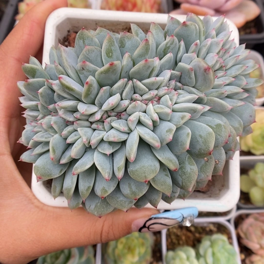糖心缀化可拍429号