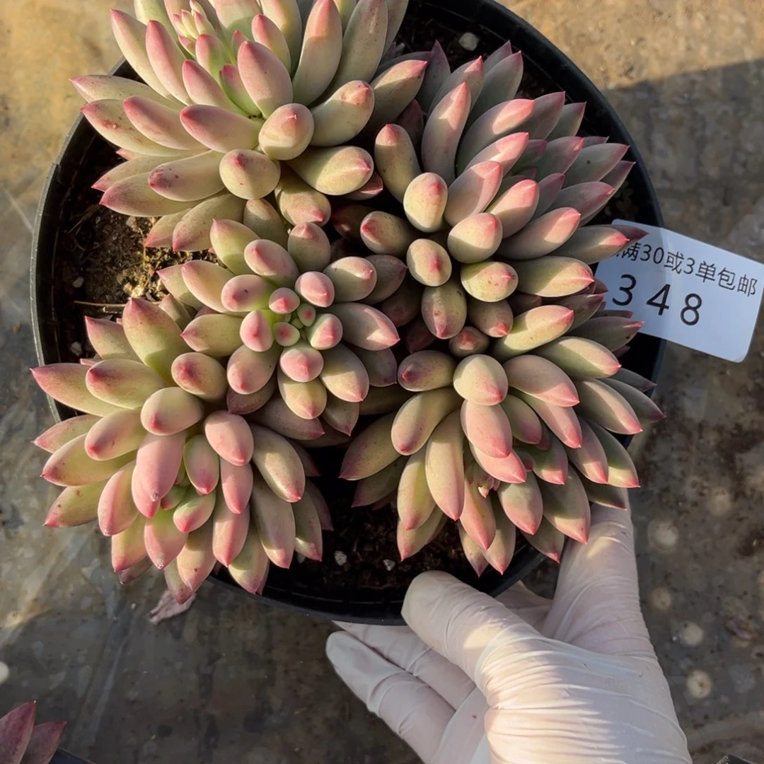 348流沙鱼美人多肉植物