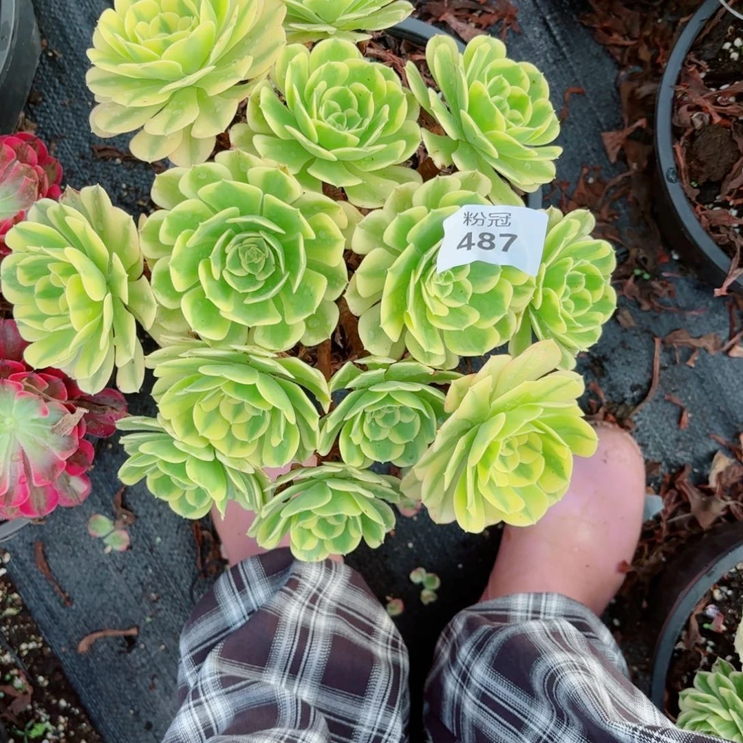 487 多肉植物法师锦