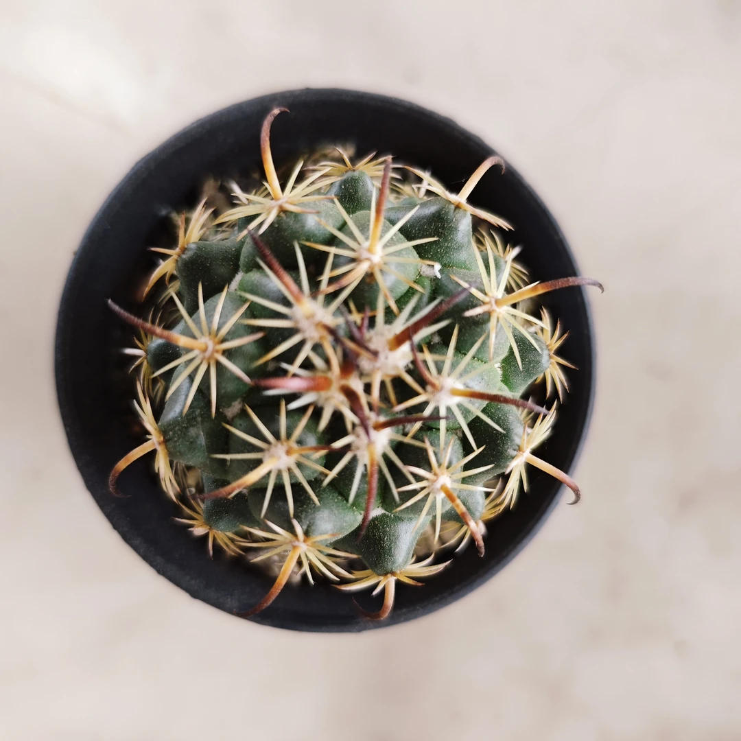 满18包邮（刚钉）一颗