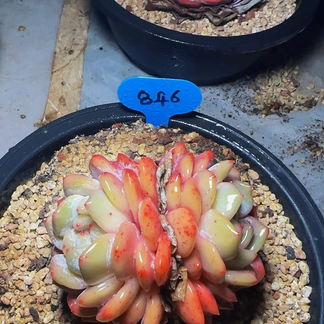 双头橙梦露846号一物一拍