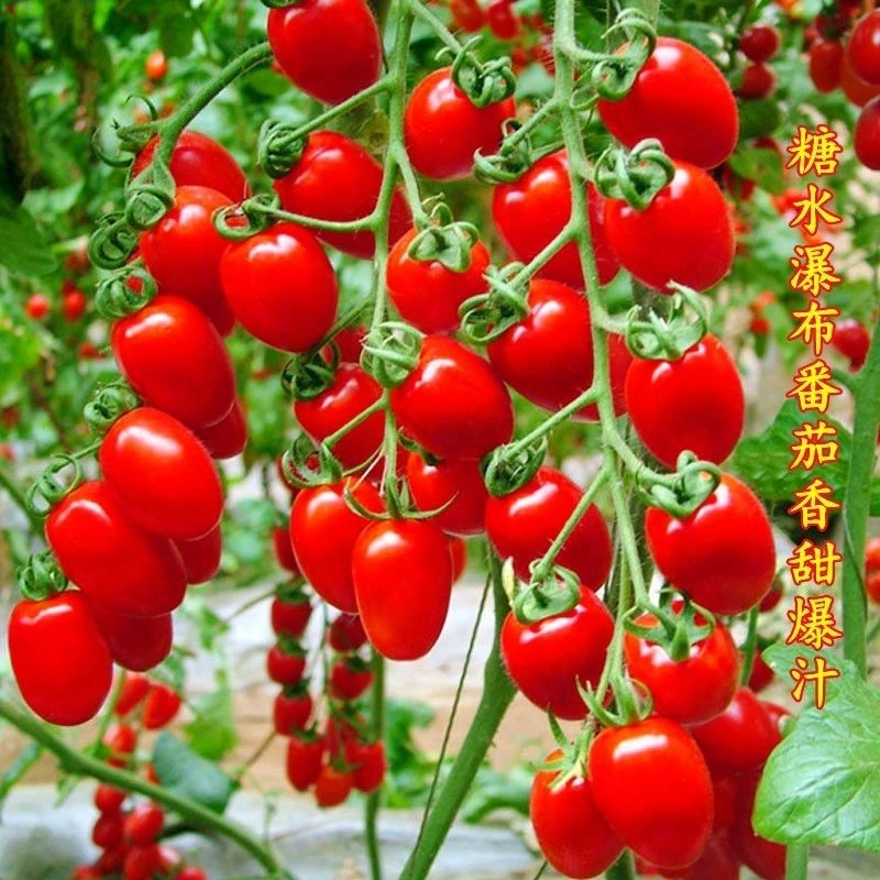 瀑布番茄种子樱桃串红小番茄圣女果春季庭院阳台盆栽小西红柿子