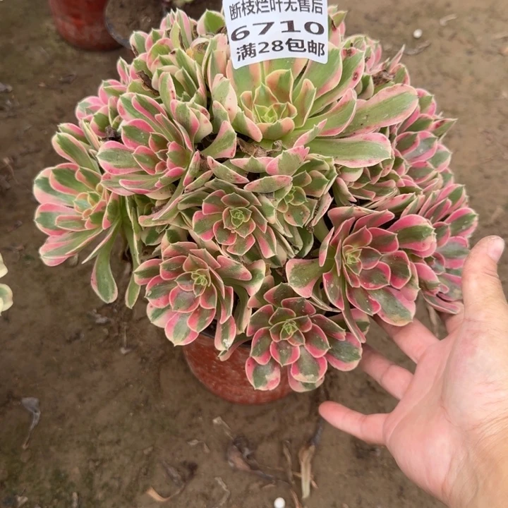 漫***漫6710二号棚妖月多肉B