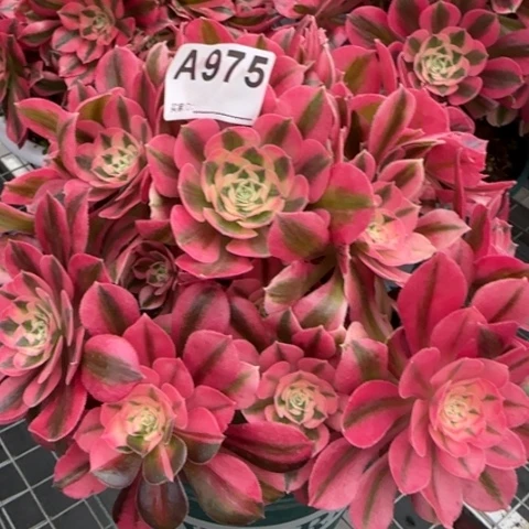 975女巫23厘米左右