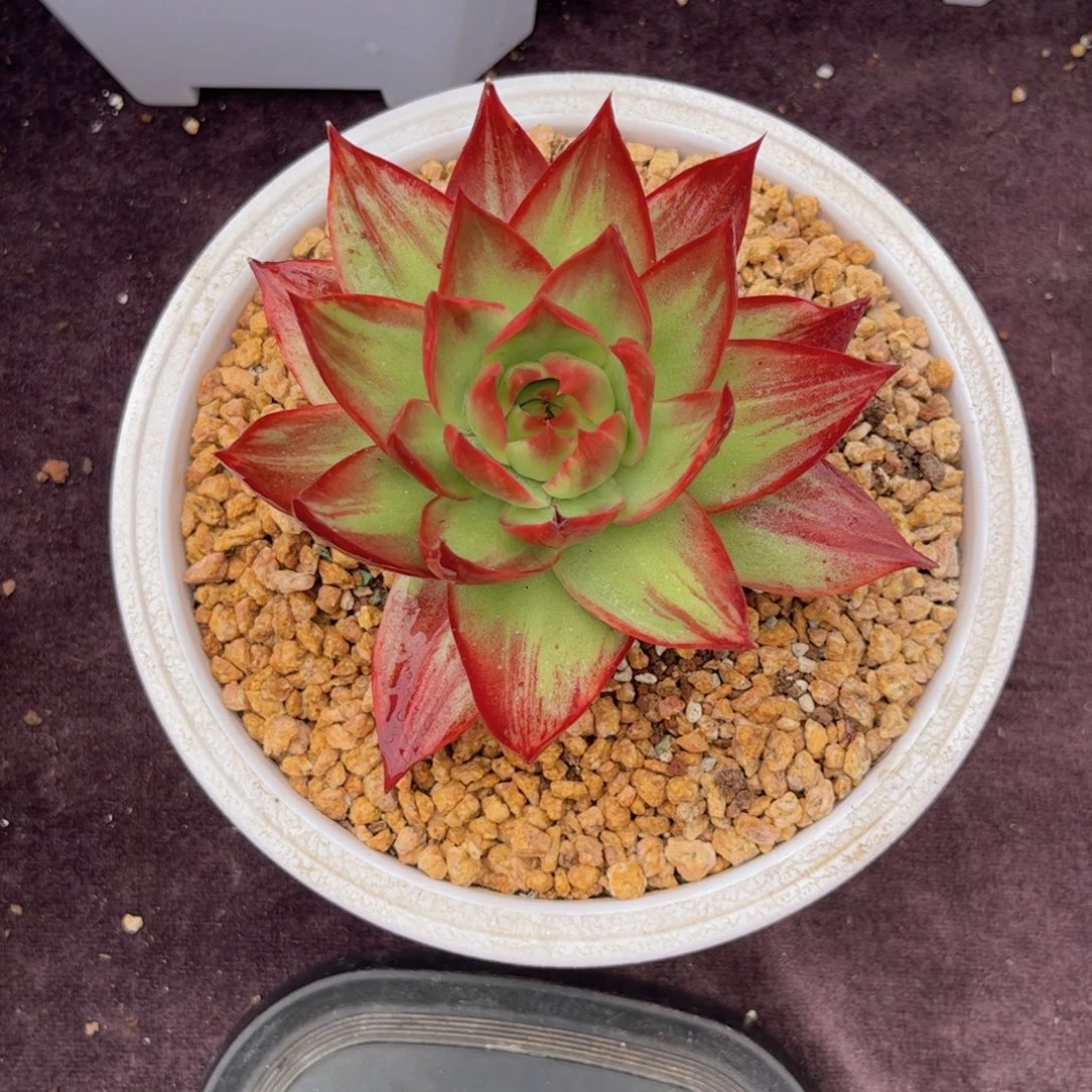 惊鸿仙子一物一拍