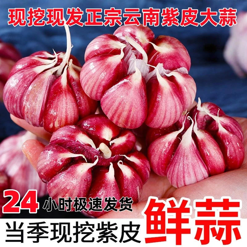 新鲜云南紫皮湿蒜粒大饱满现挖现发拒绝陈蒜新鲜自然种植蔬菜大蒜