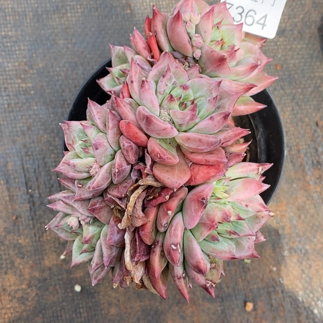 咖***辣杂交精品多肉7364~12厘米~叶伤