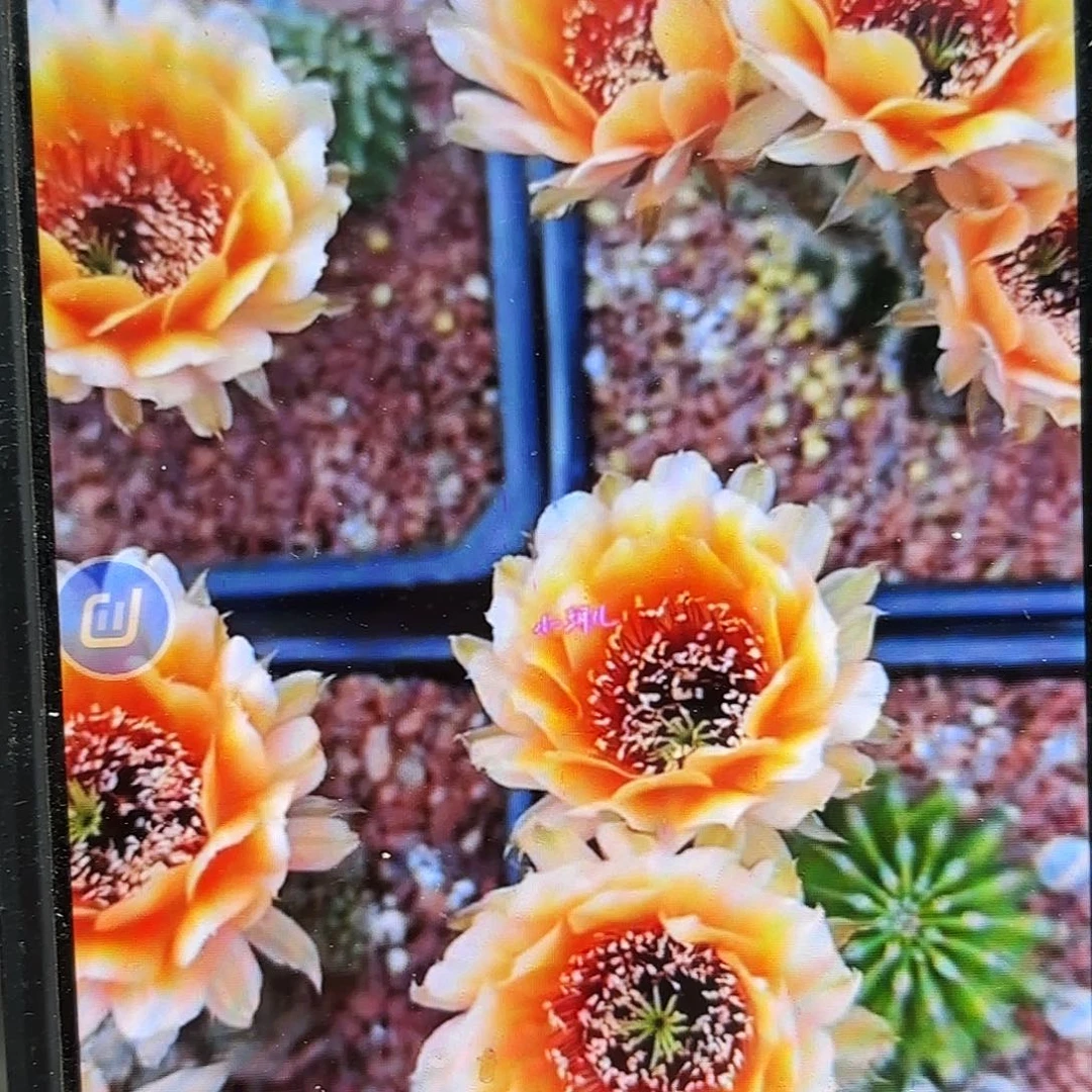 鹅黄金刚侧牙20包邮仙人球35