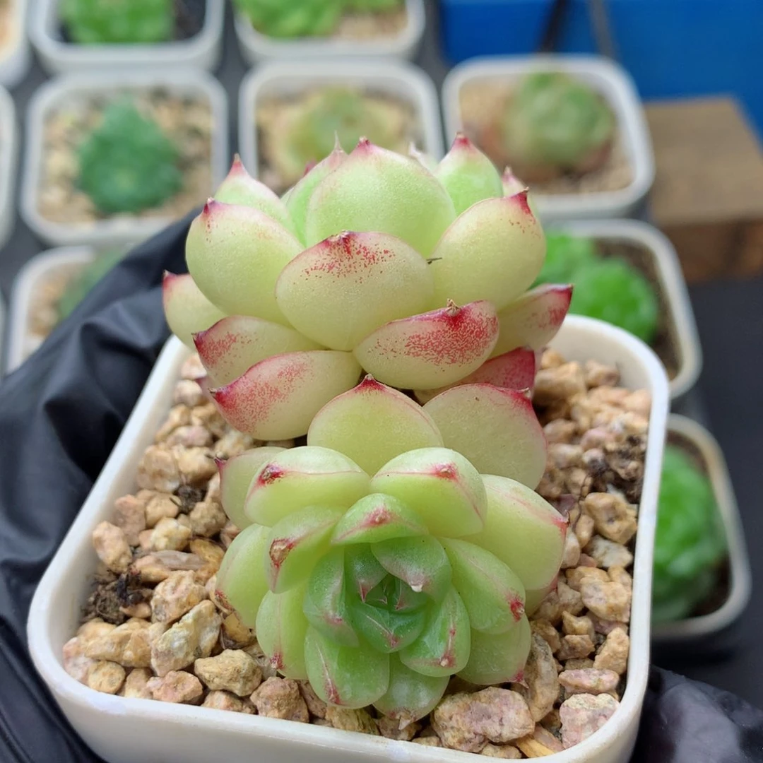 58包邮  群生不包整 麦秆22