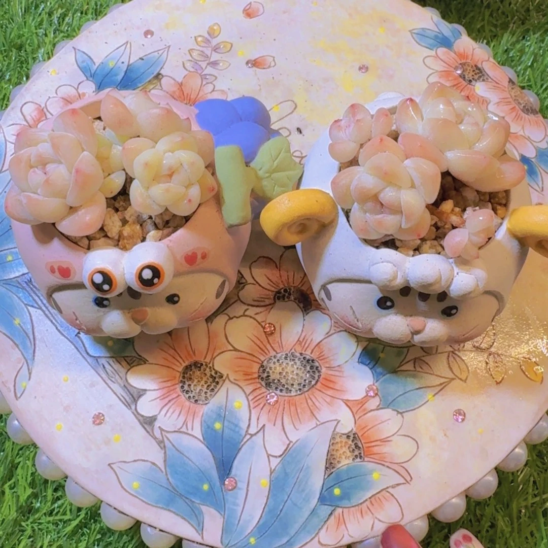 一****?多肉植物一物一拍