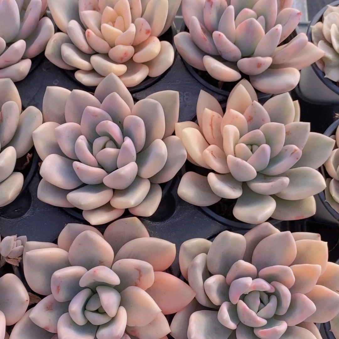 量拍3号 精品奥普琳娜锦单头一个